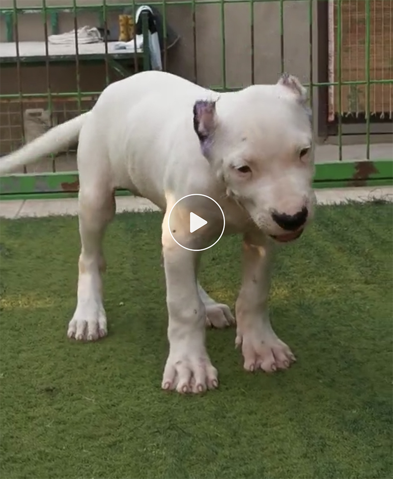 杜高犬幼犬纯种精品大型活体