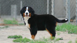 优雅瑞士伯恩山犬幼犬忠诚温顺聪明亲人家庭狗狗不爱叫不掉毛活体