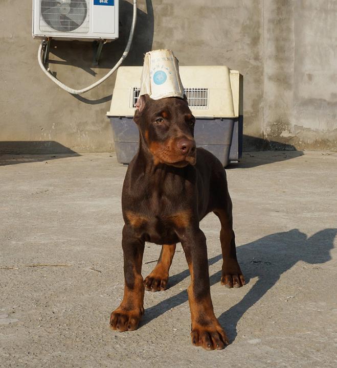 杜宾犬纯种幼犬德系棕色红色杜宾狗狗大骨量血统短毛立耳精神