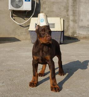杜宾犬纯种幼犬德系棕色红色杜宾狗狗大骨量血统短毛立耳精神