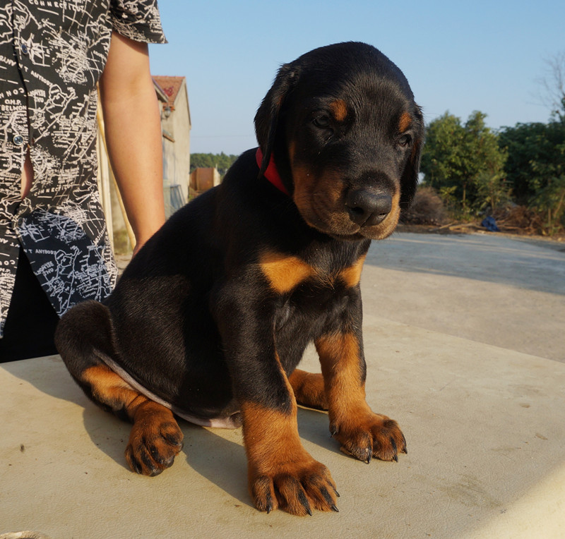 杜宾犬纯种幼犬短毛杜宾黑色铁包金犬舍直销疫苗驱虫已做血统大型
