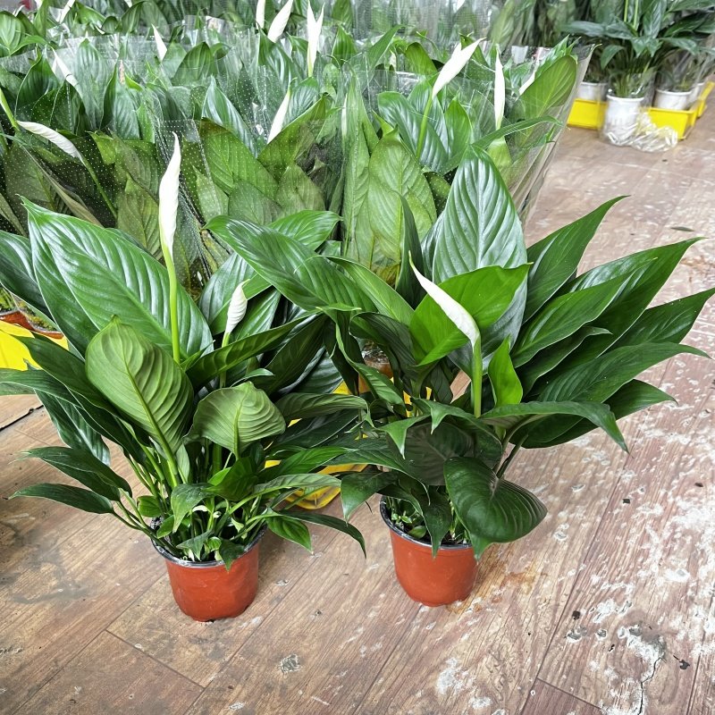 一帆风顺白掌盆栽土培水培绿植花卉开花室内办公室耐阴好养吸甲醛