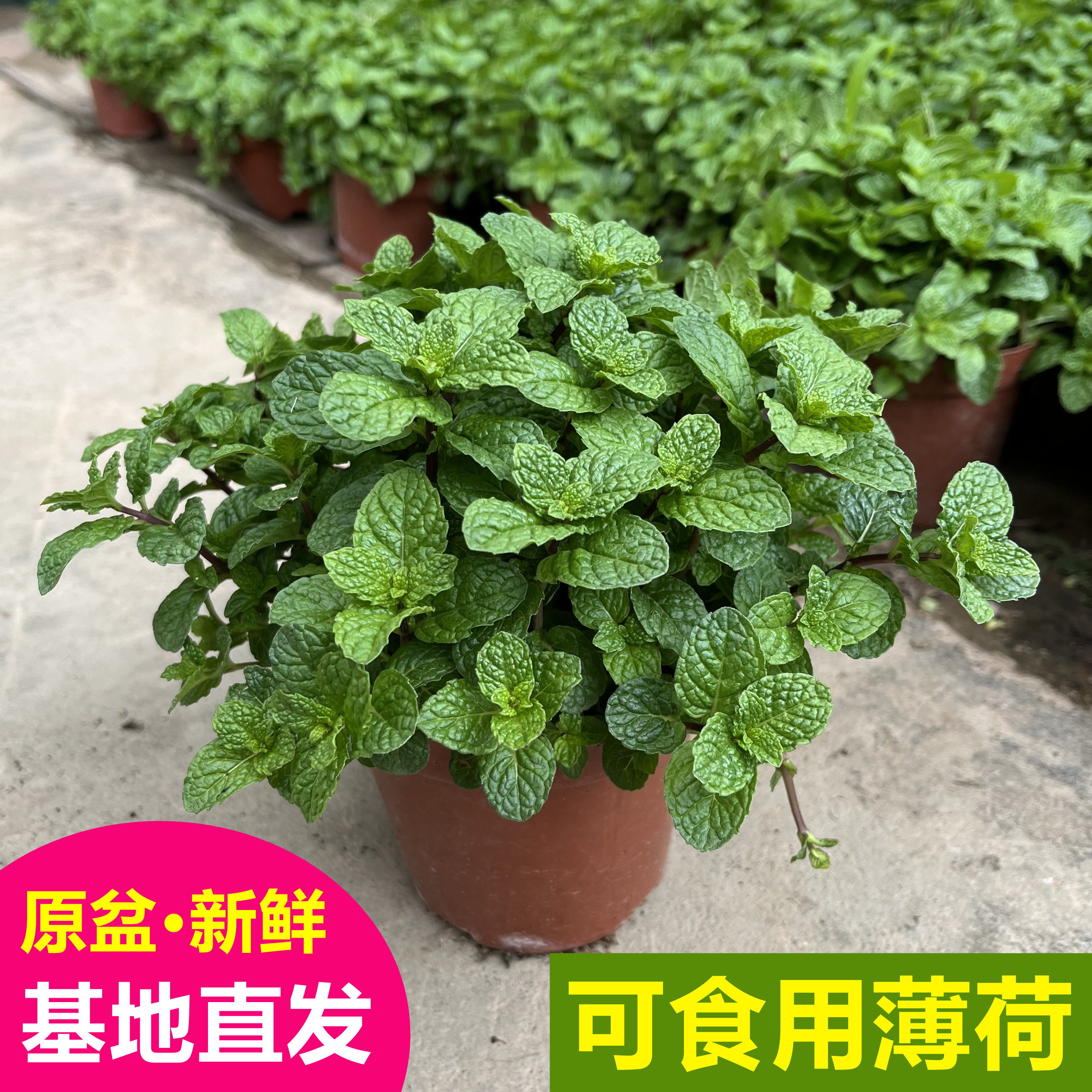 留兰香薄荷盆栽可食用柠檬香薄荷苗调酒驱蚊迷迭香九成塔阳台植物