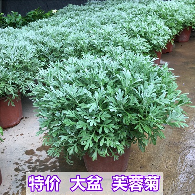 芙蓉菊盆栽雪艾老桩玉芙蓉中草药银叶菊绿植花卉阳台庭院好养植物