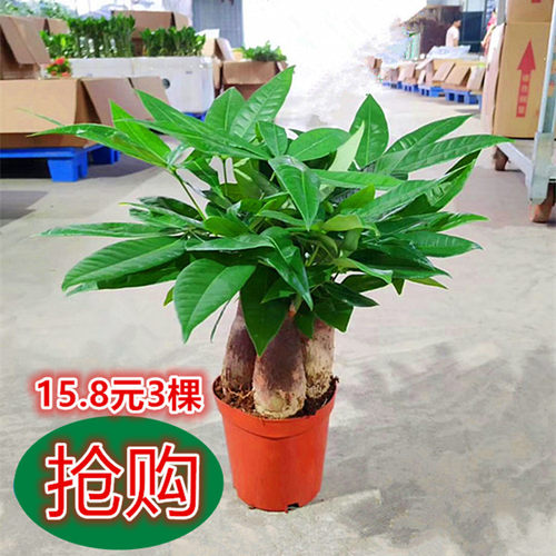 三杆发财树盆栽植物金钱树招财树室内客厅桌面小型花卉净化空气