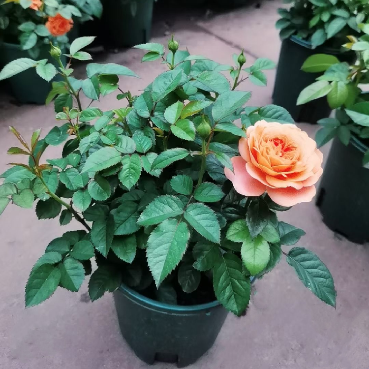 阳台进口微型蔷薇植物月季花苗