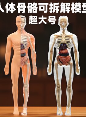 人体器官骨架模型医学科教类玩具