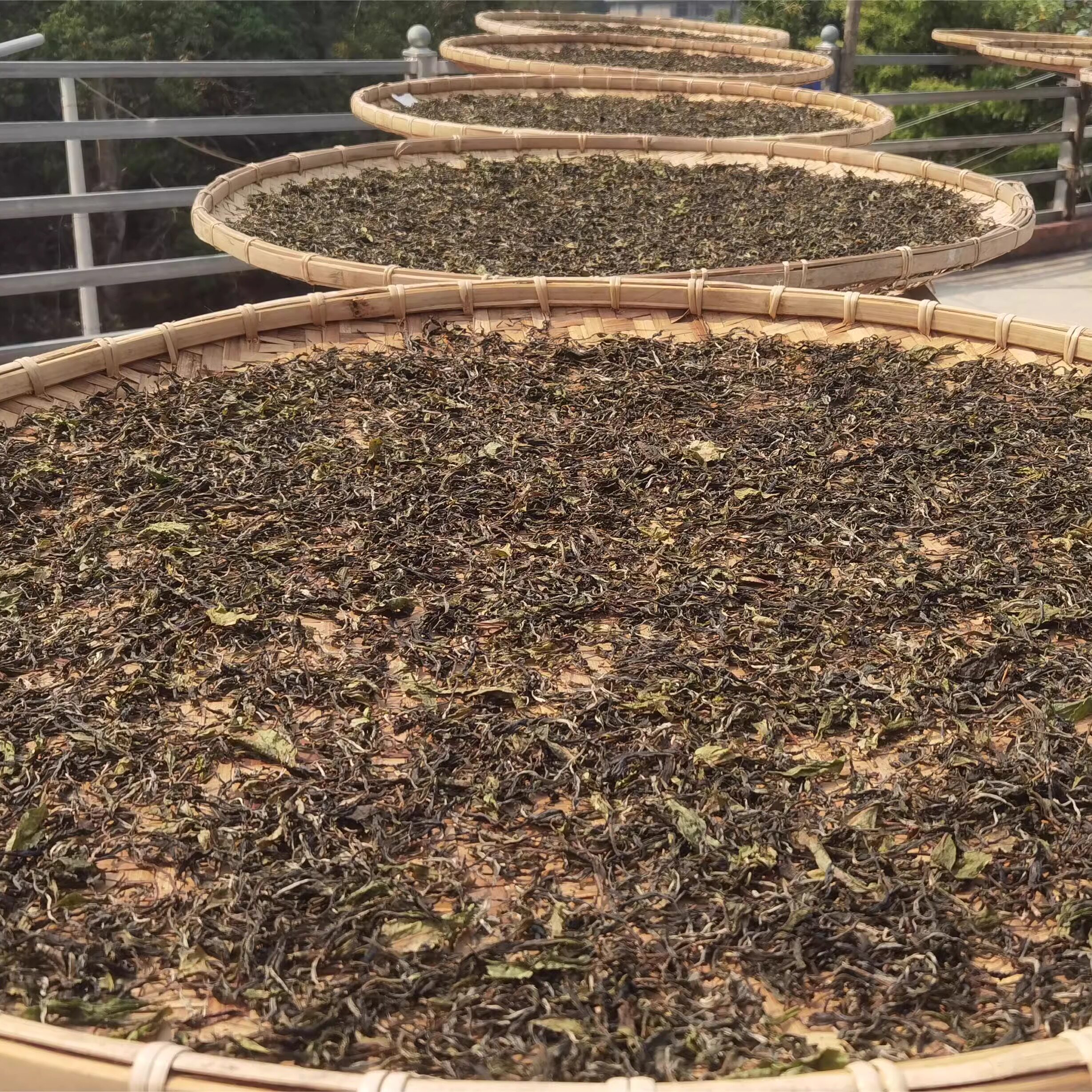 2024年易武弯弓古树茶春茶普洱茶