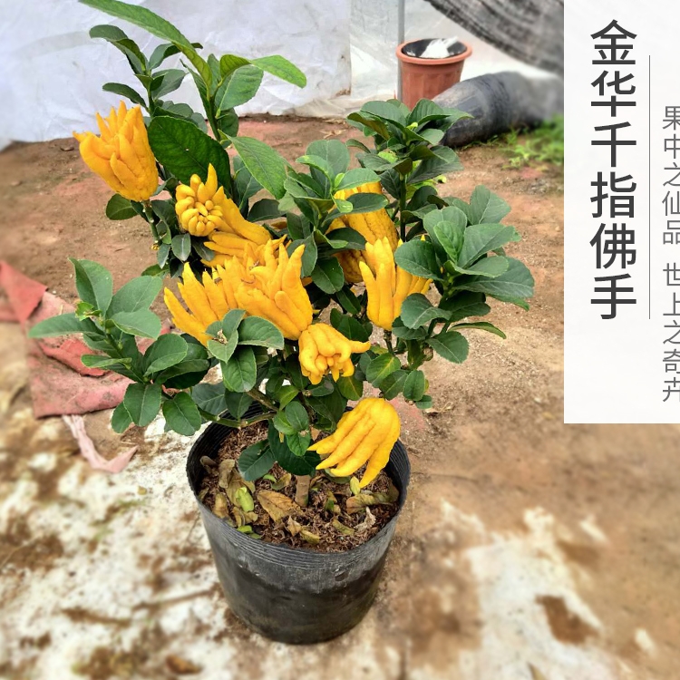 锦林佛手盆栽金华佛手带果千指小果盆景花卉阳台绿植佛手柑佛手苗-封面