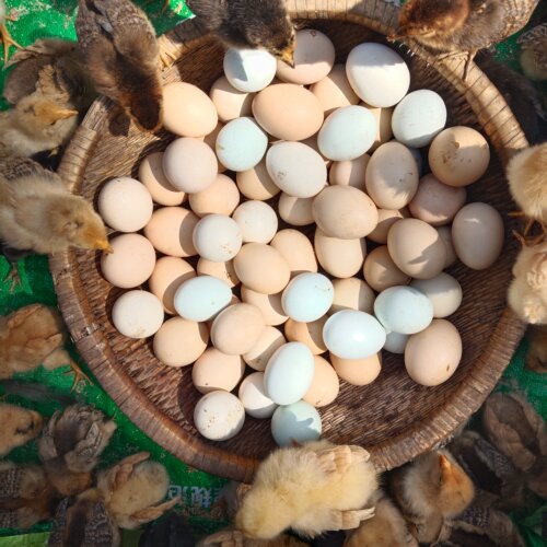粉壳受精农家散养生态纯粮土笨鸡蛋现捡现发孕妇宝宝月子辅食无抗