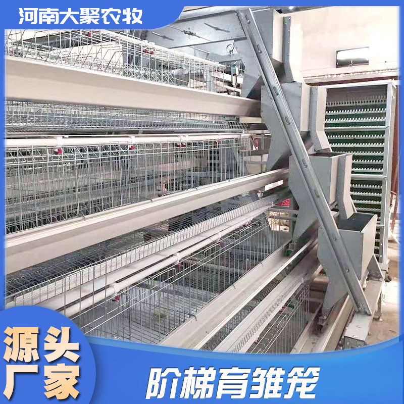 鸡笼养鸡笼阶梯蛋鸡种蛋鸡肉鸡公鸡育雏鸡笼自动化设备养殖场专用