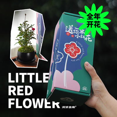 须惠姬书房窗台美创意植物礼物
