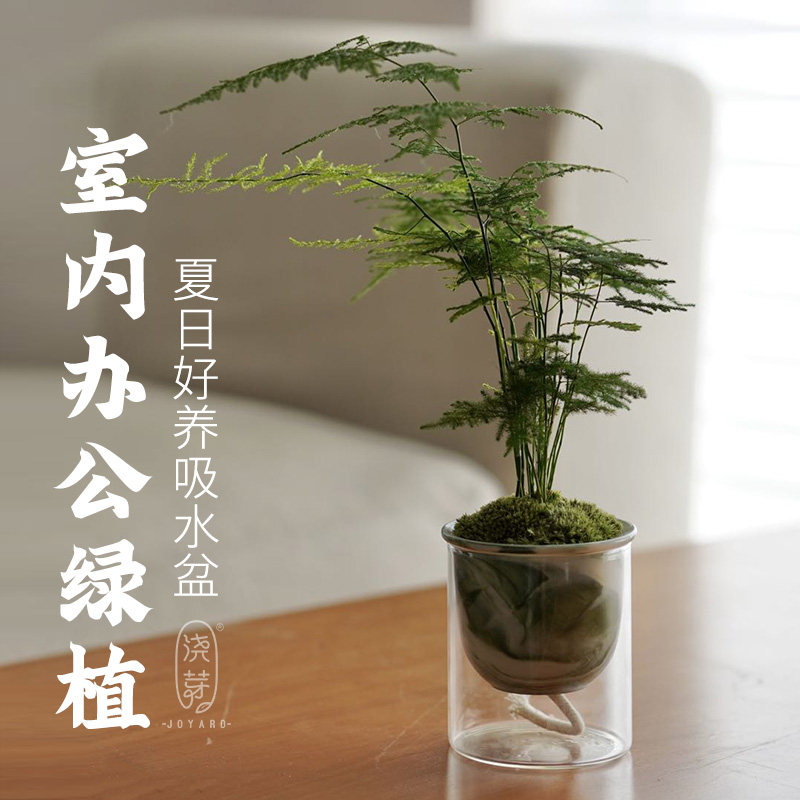 办公室浇芽桌面容易美观盆栽