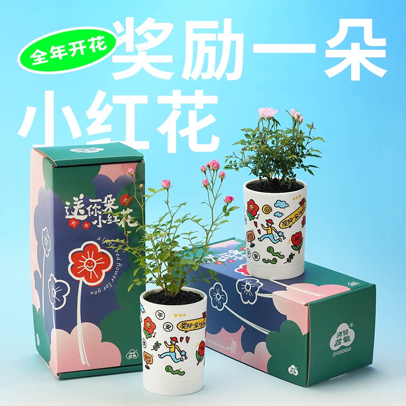 奖励一朵小红花/日本姬月季高级创意植物礼物室内桌面办公室迷你