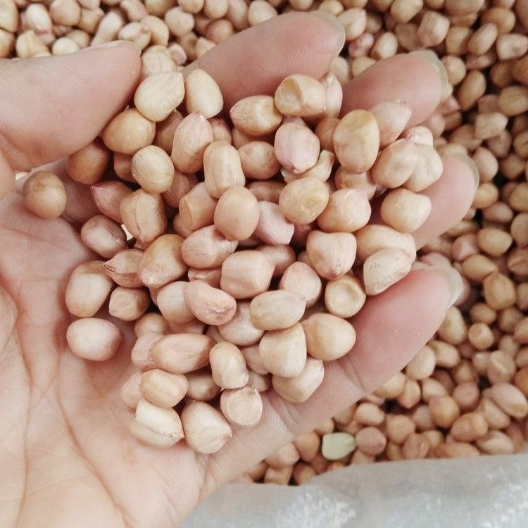 汕尾海丰地豆米 擂咸茶菜茶油茶配料生花生米 1斤装