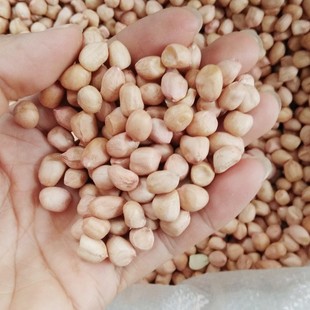 汕尾海丰地豆米 擂咸茶菜茶油茶配料生花生米 1斤装