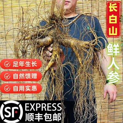 特大新鲜老山参林下参