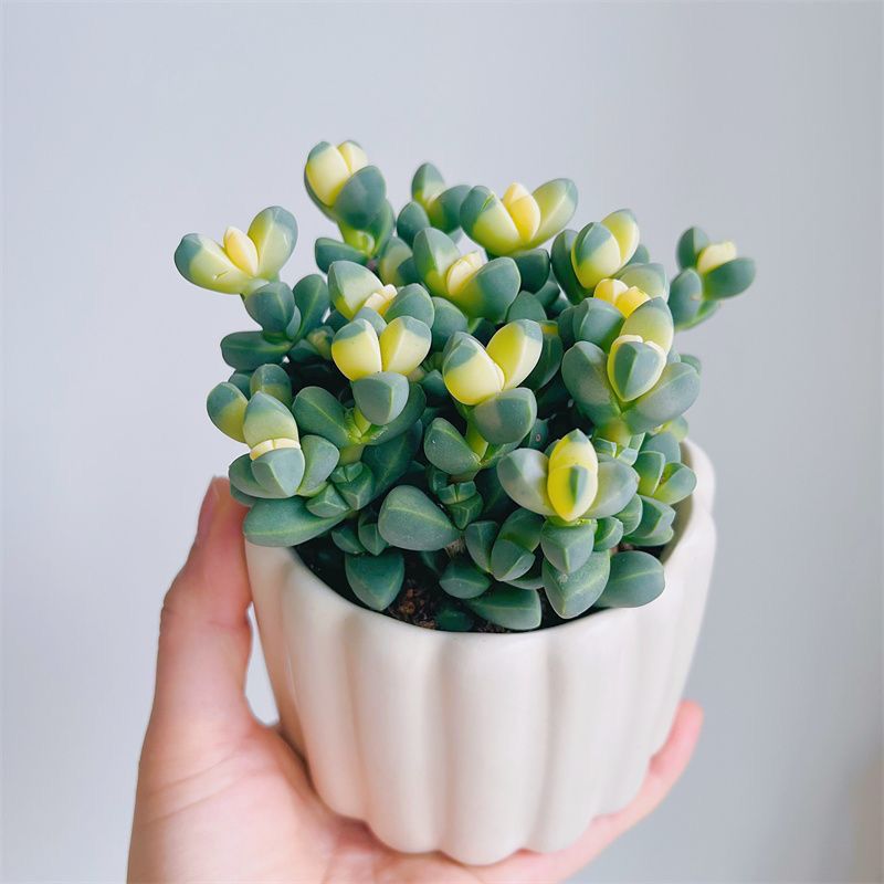 【金玉满堂】鹿角海棠锦多肉植物迷你可爱肉肉室内绿植花卉盆栽