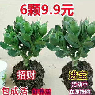 玉树多肉植物老桩室内四季 常青阳台客厅吸甲醛旺宅耐寒防辐射盆栽