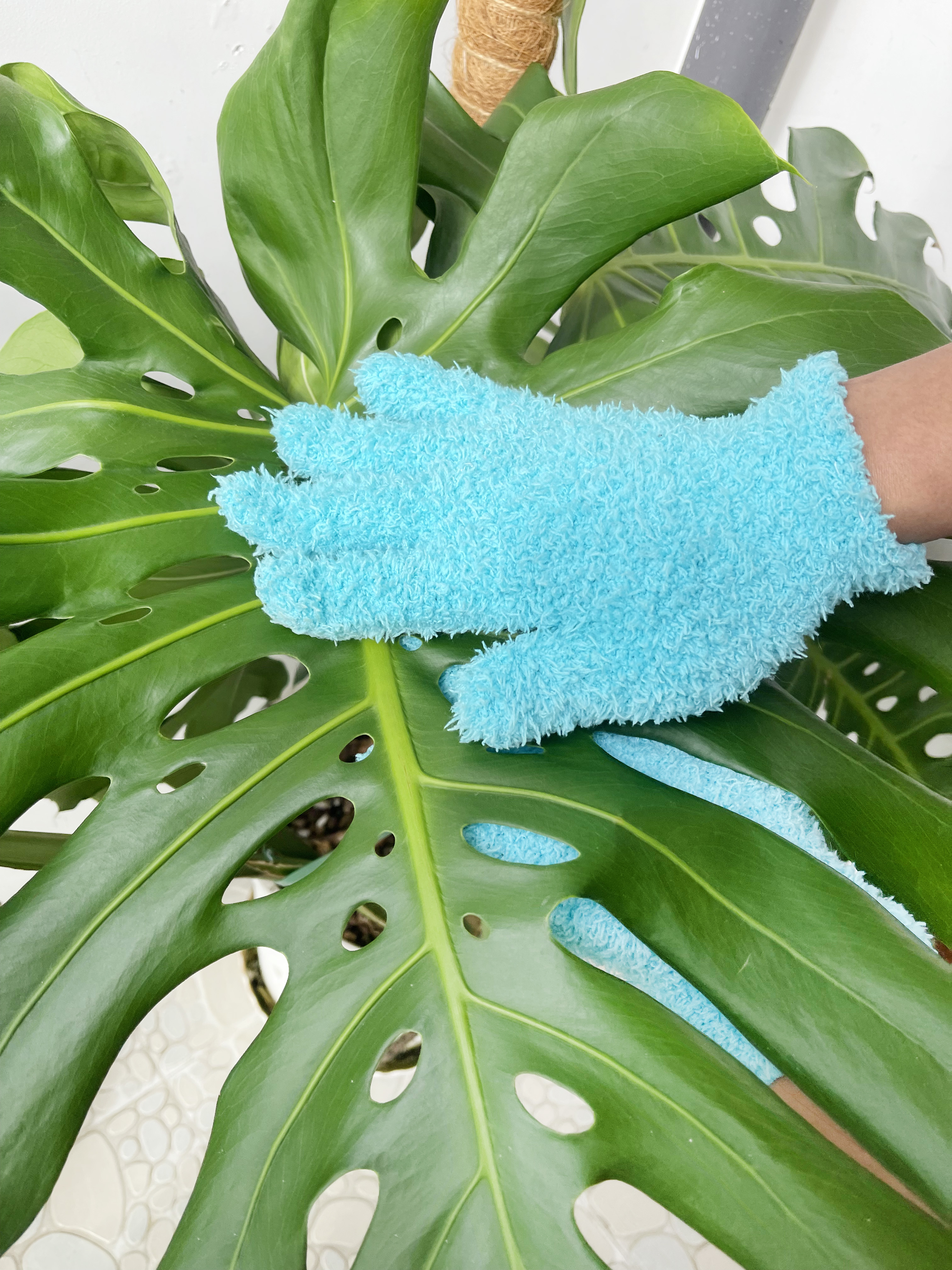 观叶绿热植物龟背除去尘擦拭手套
