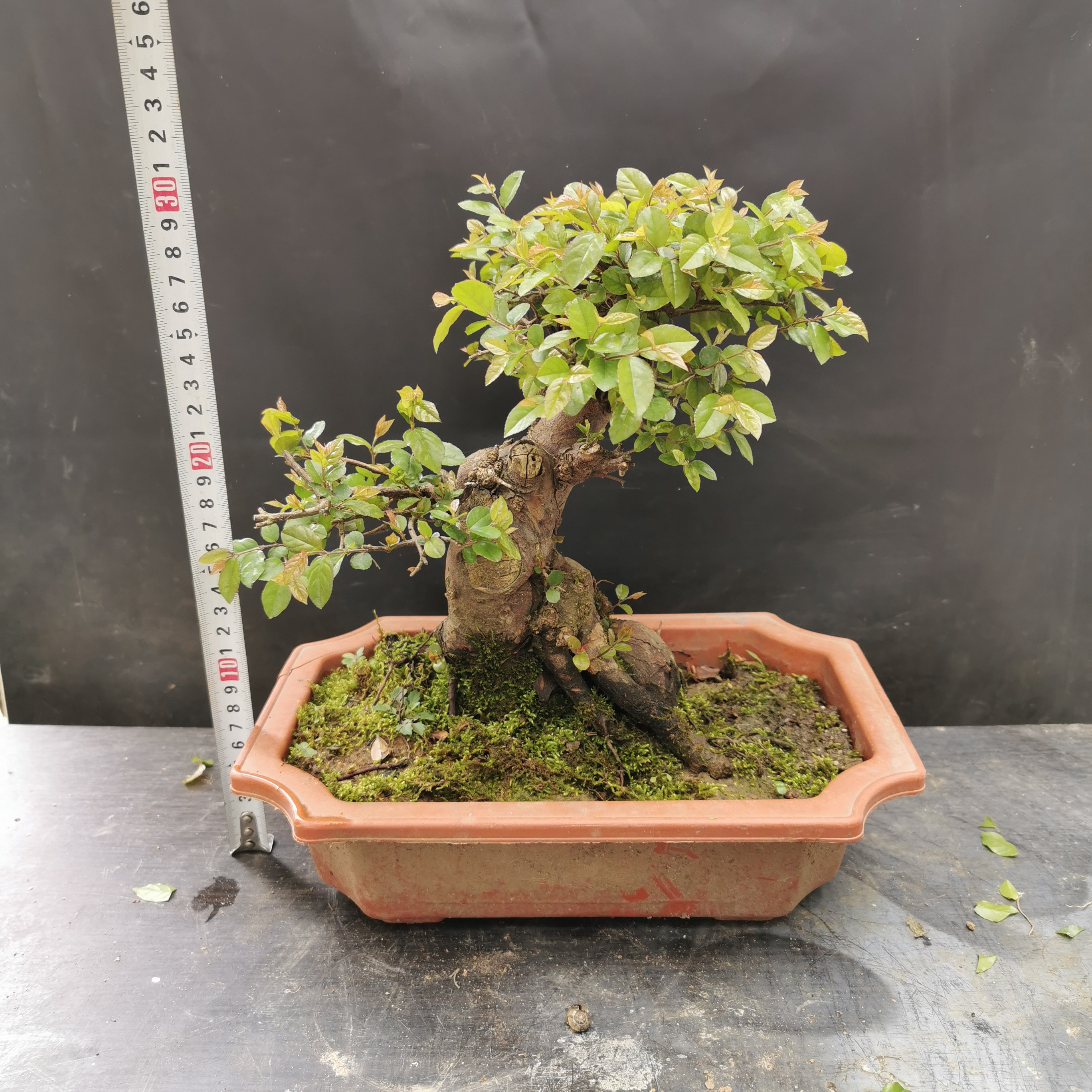 【偃松园】雀梅老桩 小叶红芽老桩雀梅 桩型自然漂亮 矮霸 老盆口