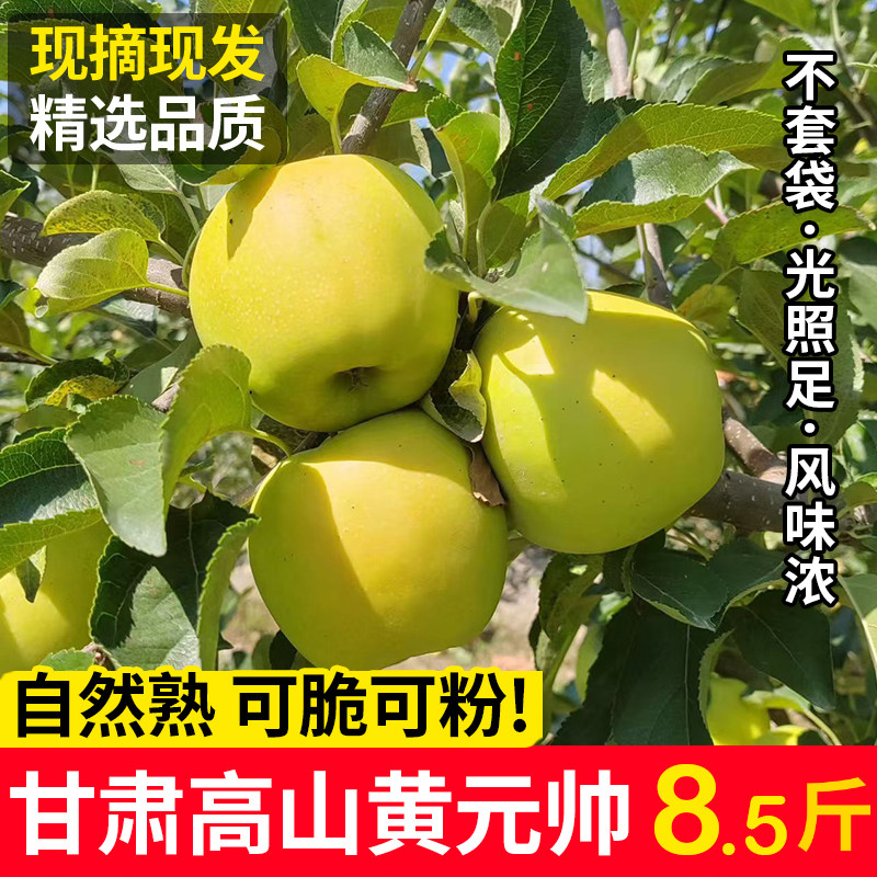 甘肃靖远黄元帅苹果8.5斤新鲜当季水果脆甜酸甜香蕉粉面平果泥
