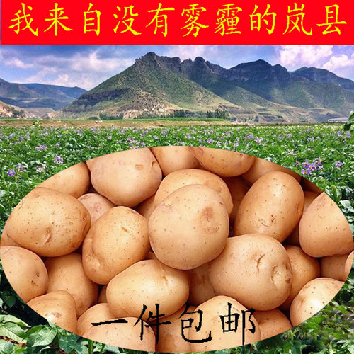 山西岚县土豆农家黄皮黄心现挖粉糯面沙大土豆新鲜马铃薯洋芋包邮