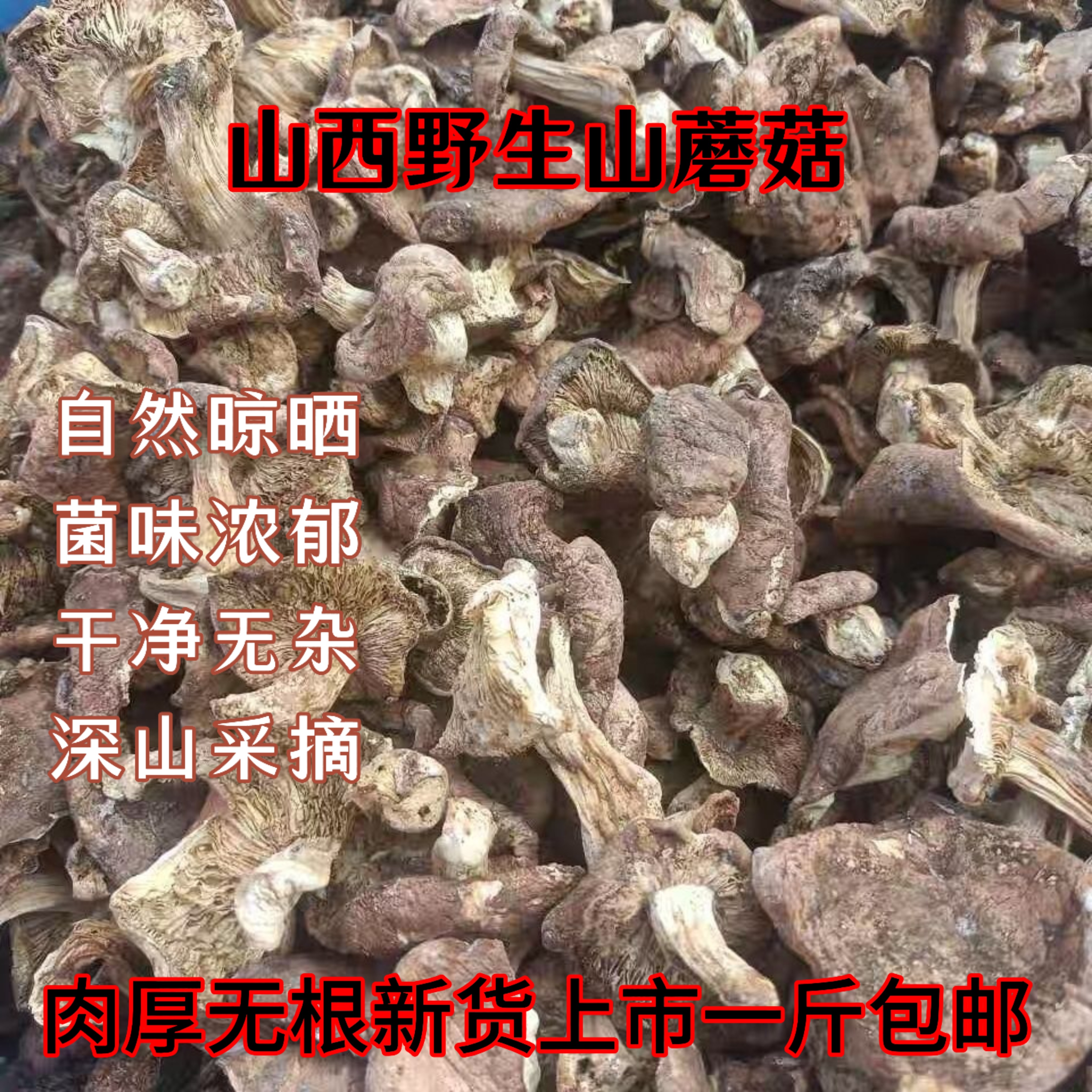 山西野蘑菇新货野生山蘑菇带根干货农家日晒无添加小鸡炖蘑菇500g