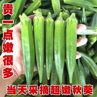 【现摘秋葵】新鲜秋葵蔬菜鲜嫩水果黄秋葵炒菜烧烤凉拌减脂蔬菜