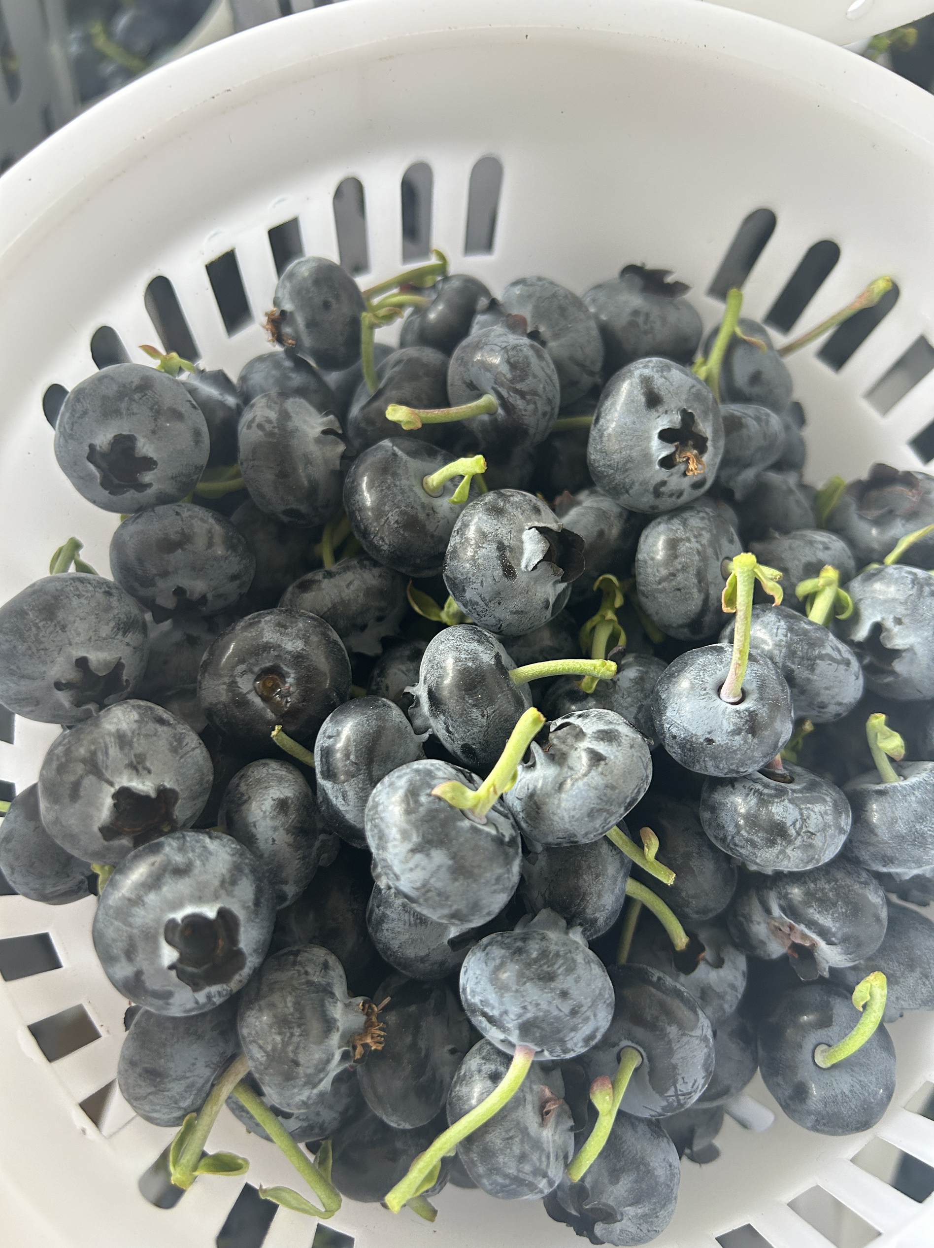 云南果香花香蓝莓18加800克148元