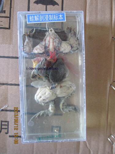 蛙解剖浸制标本 生物实物标本 医学院教学模型J43002