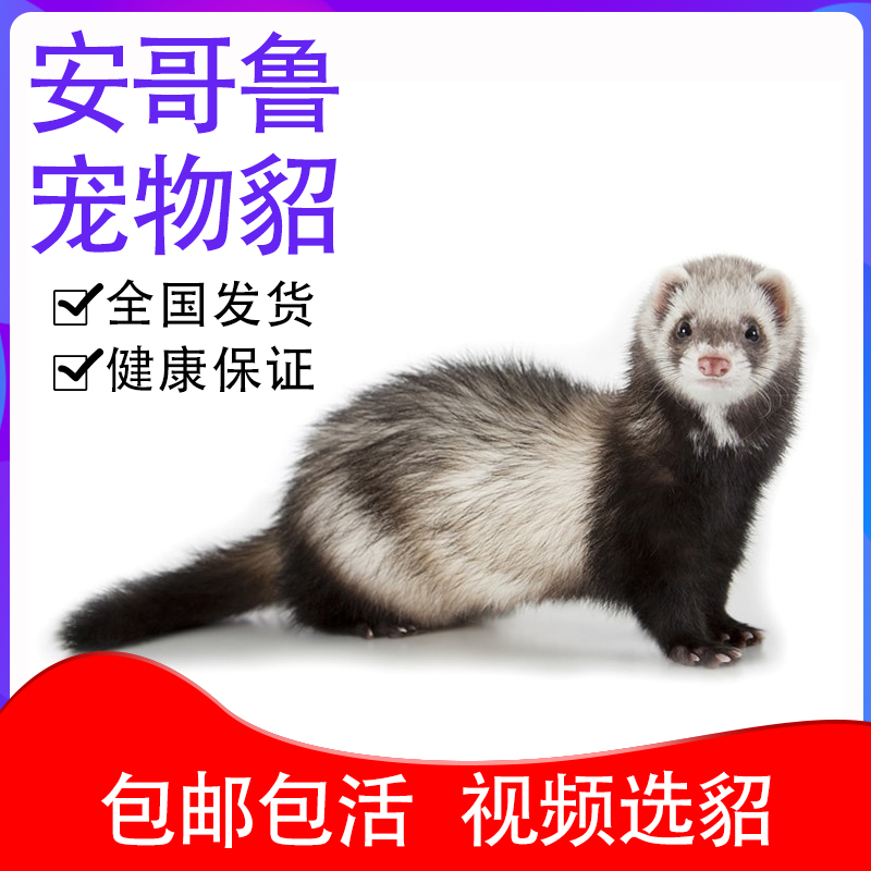 宠物貂活体幼崽安格鲁雪貂小型