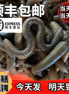 鲜活黑蚯蚓钓黄鳝青蚯蚓特大臭蚯蚓地龙活体蚯蚓野钓钓鱼鱼饵活铒
