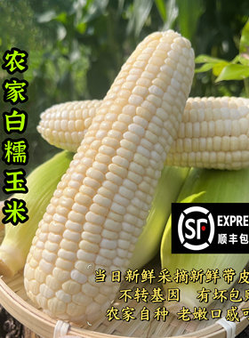 软糯香甜白糯玉米11号白色恋人
