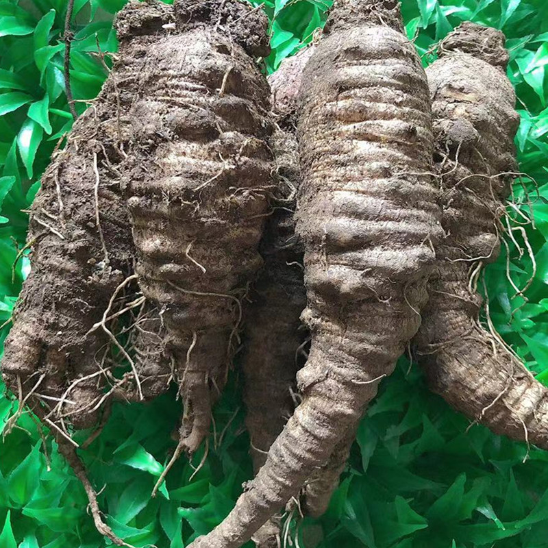 延边鲜沙参大个山胡萝卜泡酒泡水