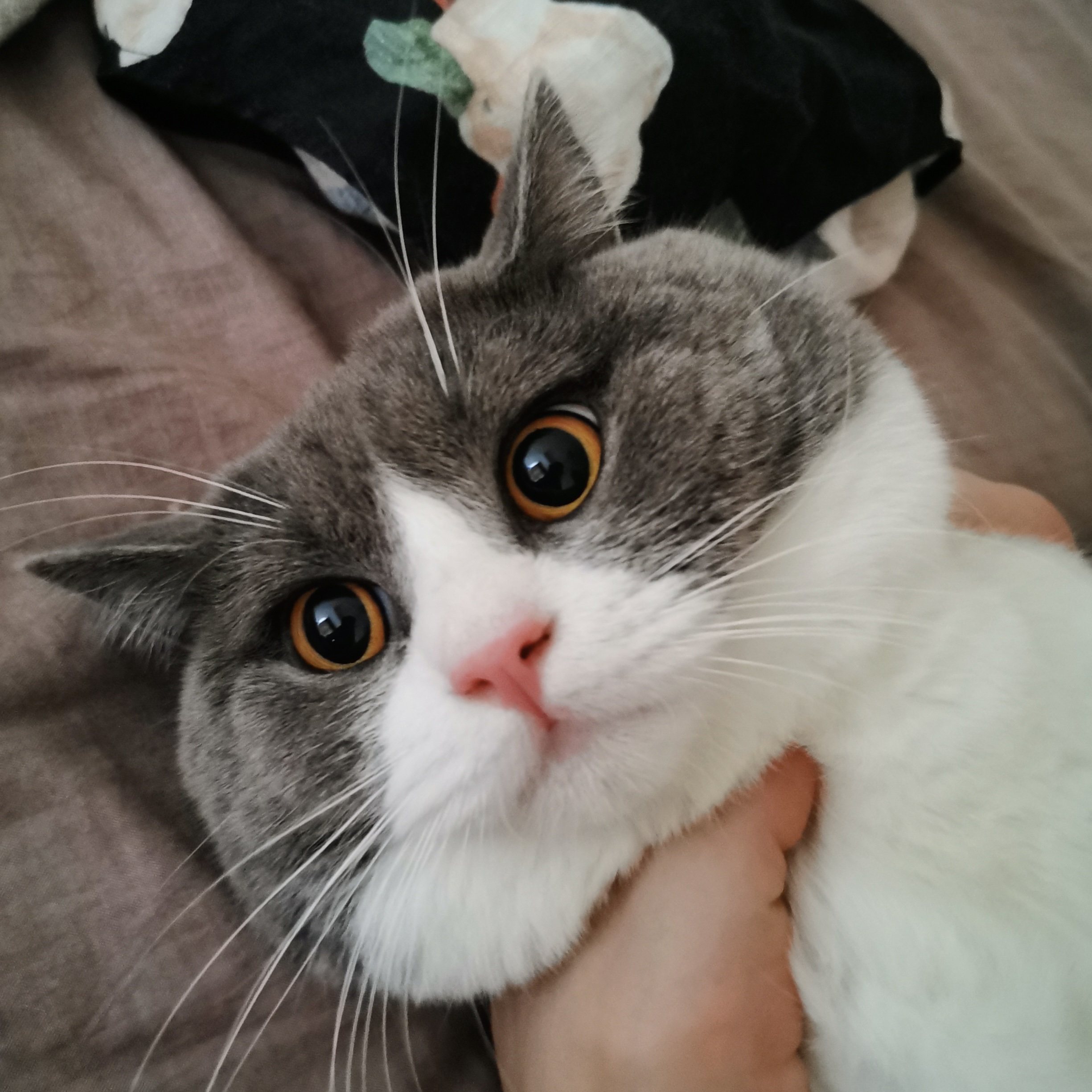 英国短毛猫蓝白猫蓝猫乳白英短长毛短毛双血统成都绵阳猫舍当天到