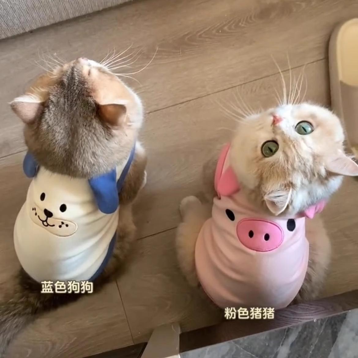 宠物猫咪衣服春秋可爱保暖防掉毛蓝猫金渐层布偶蓝猫薄款马甲背心