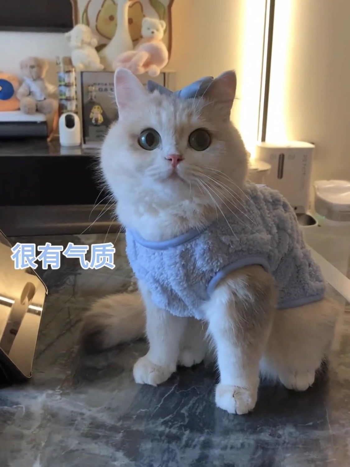 可爱猫咪衣服春秋季布偶蓝猫小猫保暖加绒棉衣可牵引防掉毛马甲冬