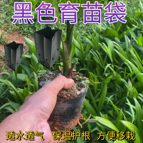 茶树育苗袋一次性果苗袋农用花盆咖啡百香果柠檬树苗槟榔培育袋子