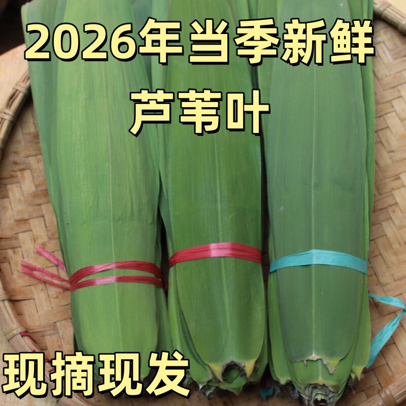 湖北洪湖新鲜野生芦苇叶粽叶