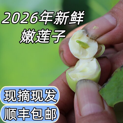 2026年新上市新鲜嫩莲子