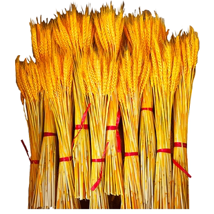 天然黄金花店专用大麦穗干花花束开业花篮装饰礼品拍摄道具小婚庆