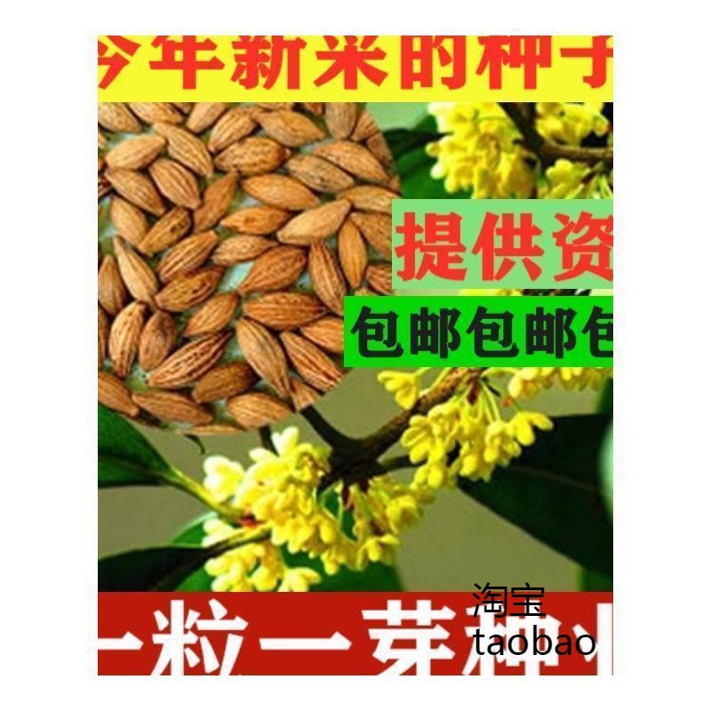 新采桂花籽 桂花树种子 金桂 丹桂 沉香桂 四季桂花种子 桂花种子