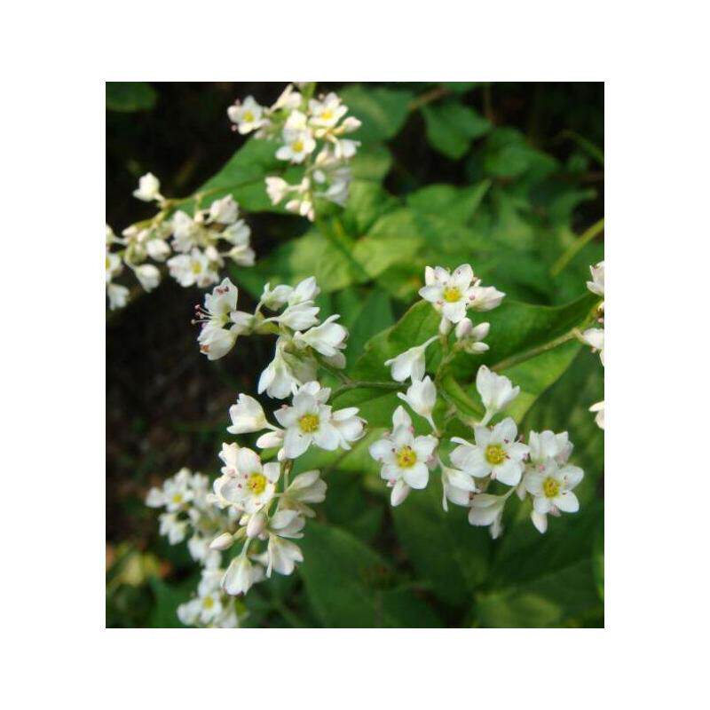 荞麦种子四季易播食用甜苦荞麦三角麦花荞乌麦蜜源植物芽苗菜种籽