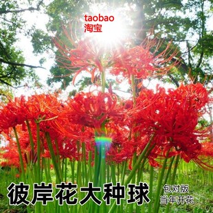 开花植物 彼岸花浓香花卉曼珠沙华红盆栽室内室外土培水培四季