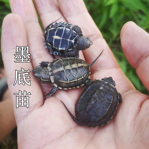 龟苗墨底活体黑腹外塘中华长寿