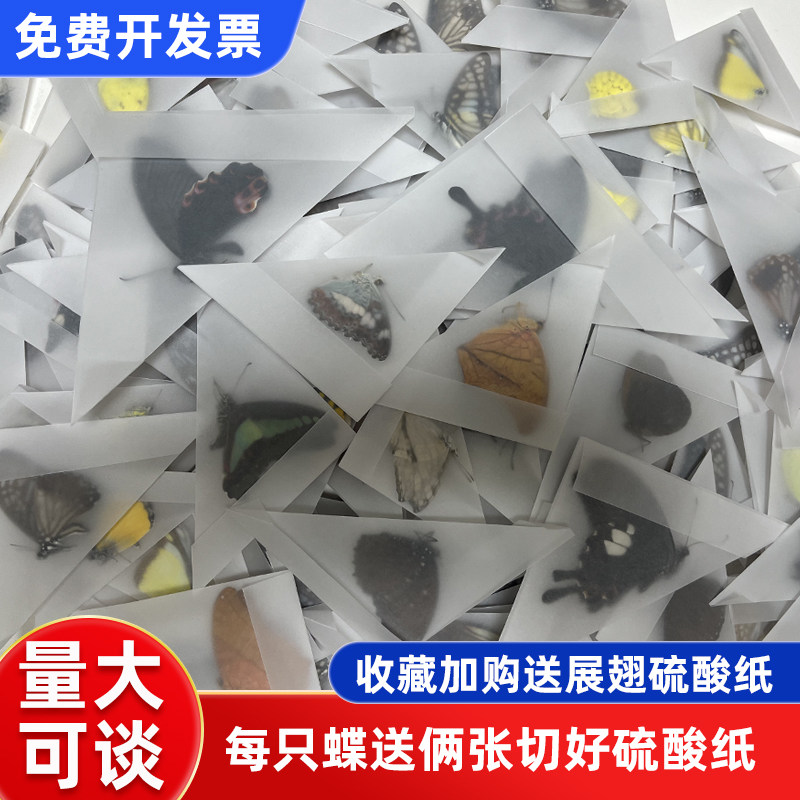 蝴蝶标本真蝴蝶未展翅原蝶