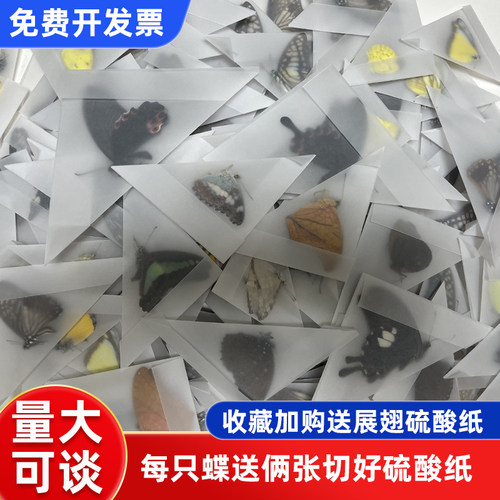 蝴蝶标本真蝴蝶未展翅原蝶