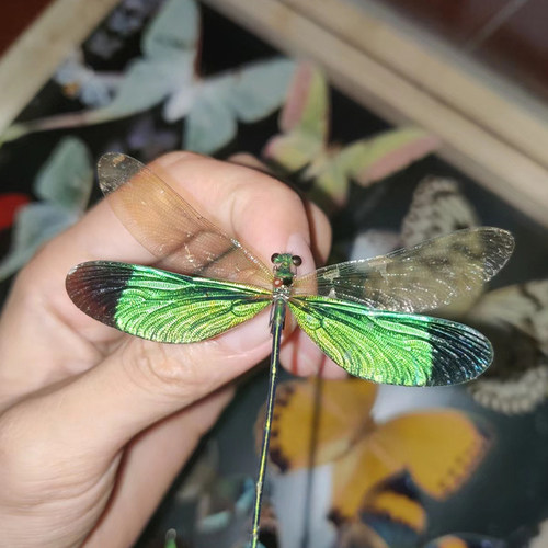 华艳色蟌真蜻蜓标本未展翅