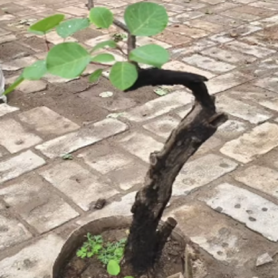 黄栌树苗老桩生桩红栌盆景庭院阳台美化造型